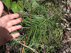 Grevillea dryandri