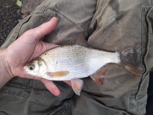 Silver bream (Blicca bjoerkna) — Cyprinidae — 2