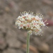 Few-flower Buckwheat - Photo (c) Matt Lavin, some rights reserved (CC BY-SA)