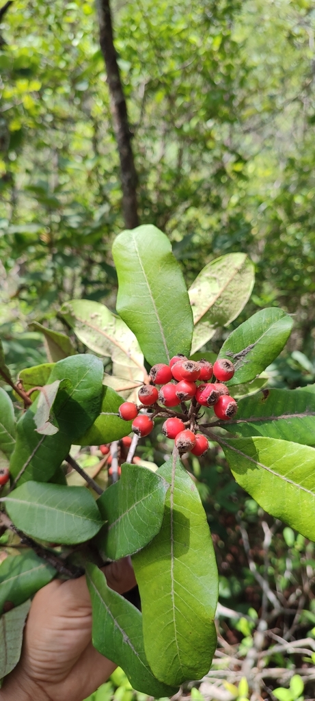 Phippsiomeles