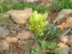 Castilleja elmeri