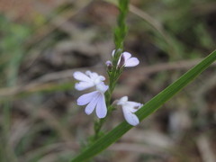 Striga curviflora