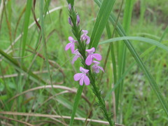 Striga curviflora