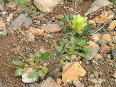 Castilleja elmeri