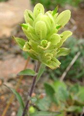 Castilleja elmeri