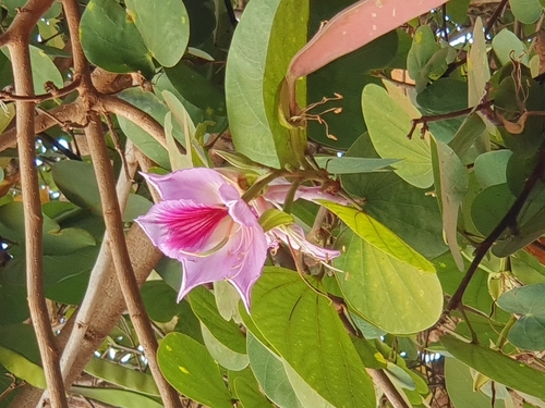 Orchid tree