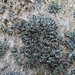Orange-cored Shadow Lichen - Photo (c) Riley Walsh, some rights reserved (CC BY-NC), uploaded by Riley Walsh