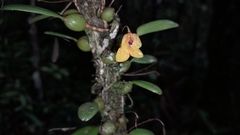 Bulbophyllum analamazoatrae image