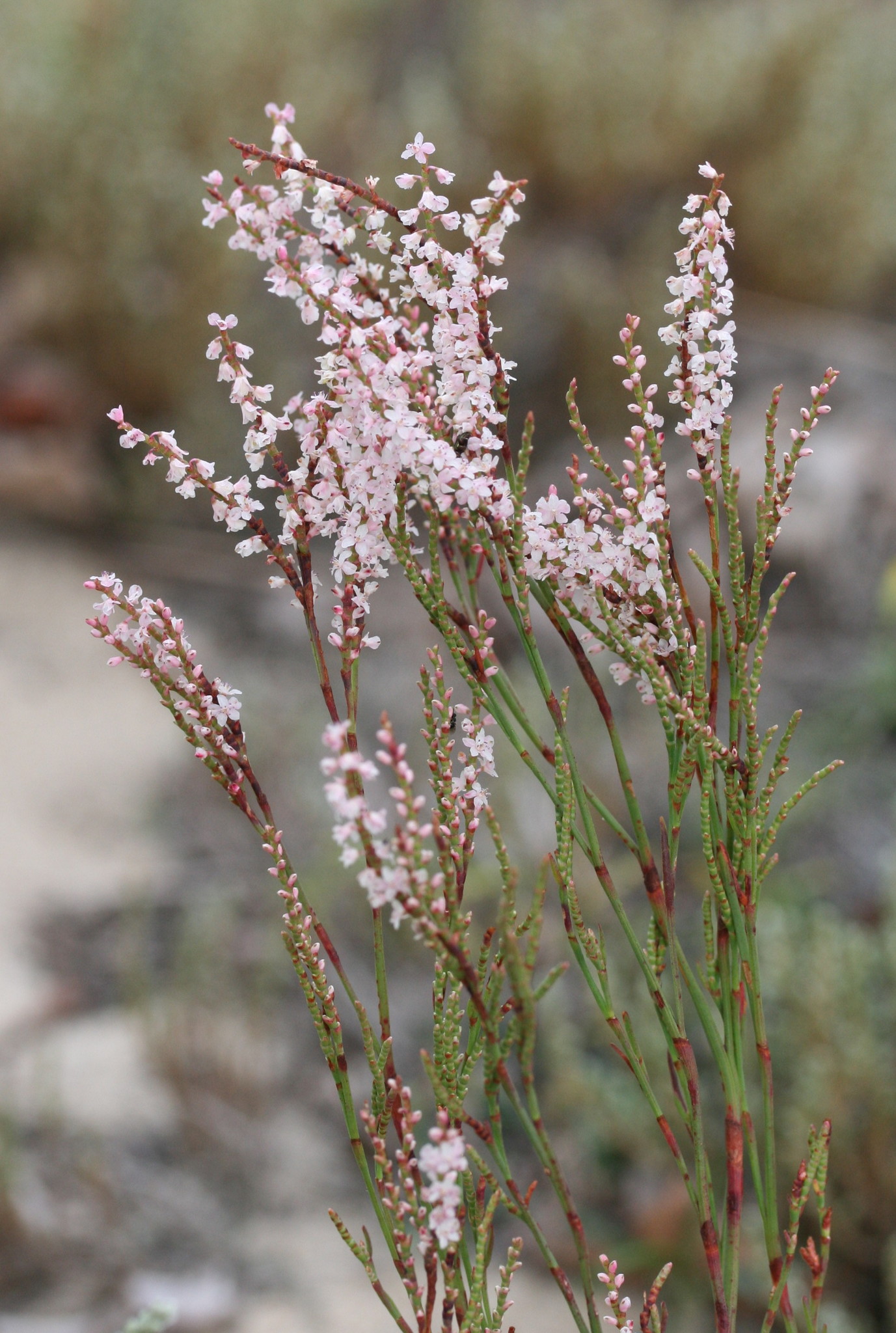 Polygonella articulata