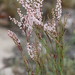 Coastal Jointweed - Photo (c) dogtooth77, some rights reserved (CC BY-NC-SA)