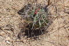 Ferocactus herrerae