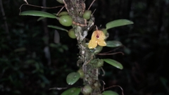 Bulbophyllum analamazoatrae image