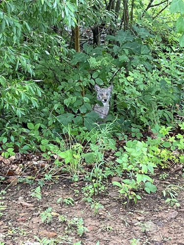 Coyote photographed in Connecticut