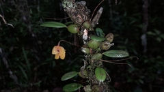 Bulbophyllum analamazoatrae image