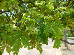 Paubrasilia echinata