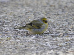 Carduelis citrinella