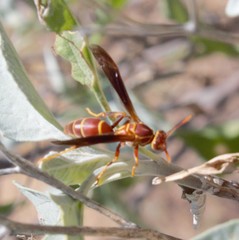 Polistes arizonensis