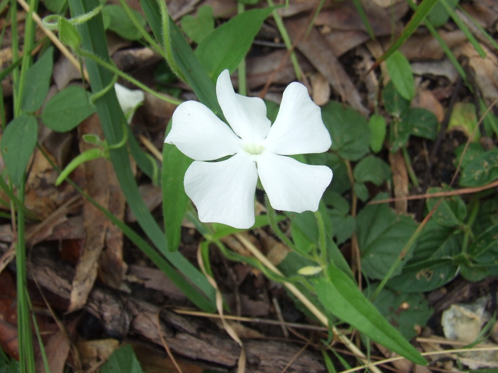 Thunbergia arnhemica