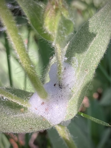 iNaturalist observation photo of Aphrophorinae