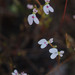 Stylidium roseoalatum - Photo (c) Russell Cumming, some rights reserved (CC BY-NC), uploaded by Russell Cumming