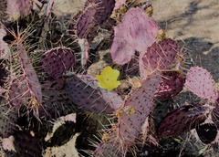 Opuntia gosseliniana