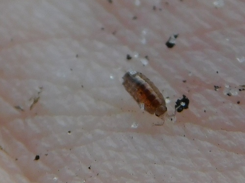 Floridoscia fusca