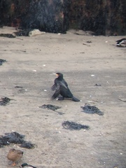 Phalacrocorax carbo carbo