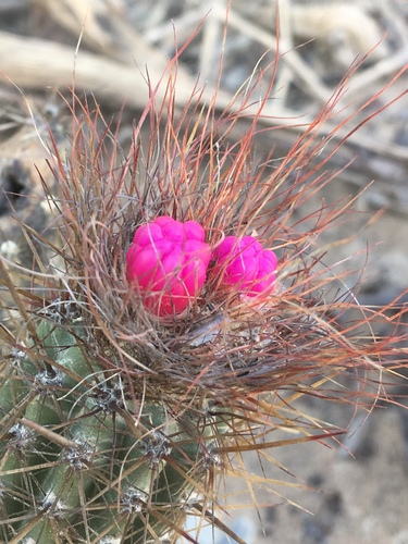 Arrojadoa rhodantha, photograph 2