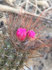 Arrojadoa rhodantha, photograph B. Phalan, CC BY, iNaturalist via GBIF