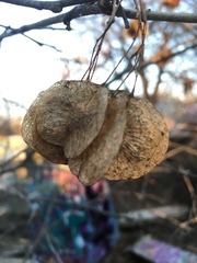 Ptelea trifoliata mollis