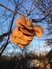 Ptelea trifoliata mollis