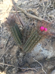 Arrojadoa rhodantha, photograph B. Phalan, CC BY, iNaturalist via GBIF