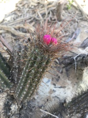 Arrojadoa rhodantha, photograph B. Phalan, CC BY, iNaturalist via GBIF