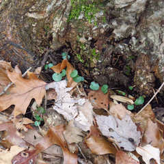 Cardamine douglassii