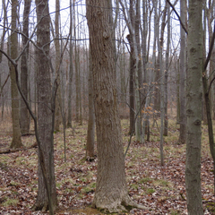 Fraxinus nigra