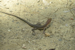 Cnemidophorus lemniscatus