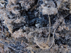 Allocosa