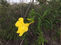 Allamanda