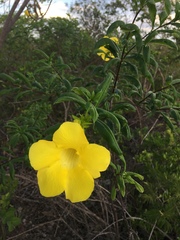 Allamanda