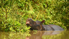 Javan Rhinoceros photo 4