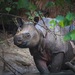 Javan Rhinoceros - Photo (c) Royle Safaris, some rights reserved (CC BY-NC), uploaded by Royle Safaris