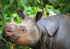 Javan Rhinoceros photo 2