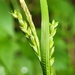 Carex leptonervia - Photo (c) Samuel Brinker, algunos derechos reservados (CC BY-NC), subido por Samuel Brinker