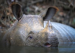 Javan Rhinoceros photo 3