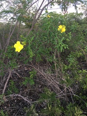 Allamanda