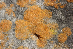 Polycauliona luteominia
