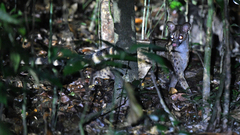 Johnston's Genet photo 2