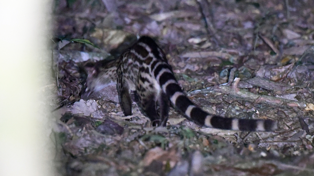 Johnston's Genet