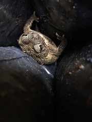 Rhinella granulosa
