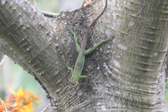 Anolis richardii